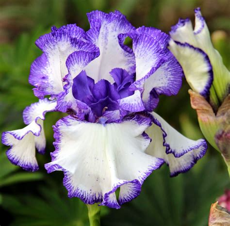 TALL BEARDED IRIS IN THE GARDEN, MAY 20, 2014 - Sowing the Seeds