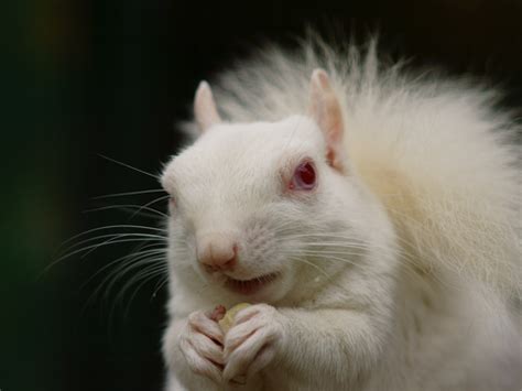 A small town is famous for its white squirrels - Business Insider