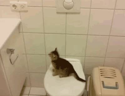 This cat who wishes you would just replace the toilet paper. | 37 ...