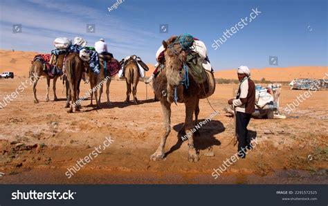 Sahara Desert Circa March 2023 Dromedary Stock Photo 2291572525 ...