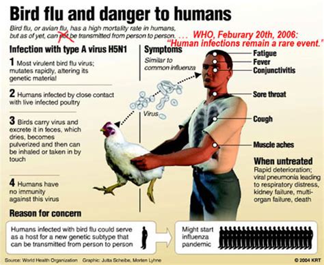 Bird Flu , Avian Influenza A ( H5N1 )