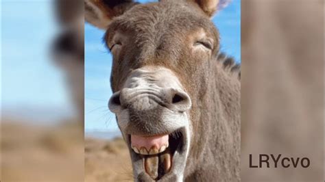 funny donkey sound effect - YouTube