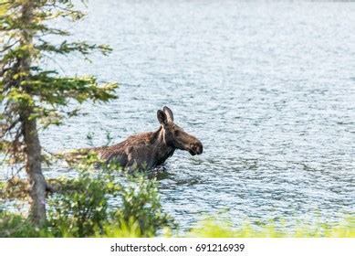 Female Moose Swimming Lake Colorado Stock Photo 691216939 | Shutterstock