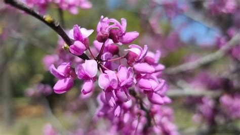 Texas native redbud trees provide year-round interest