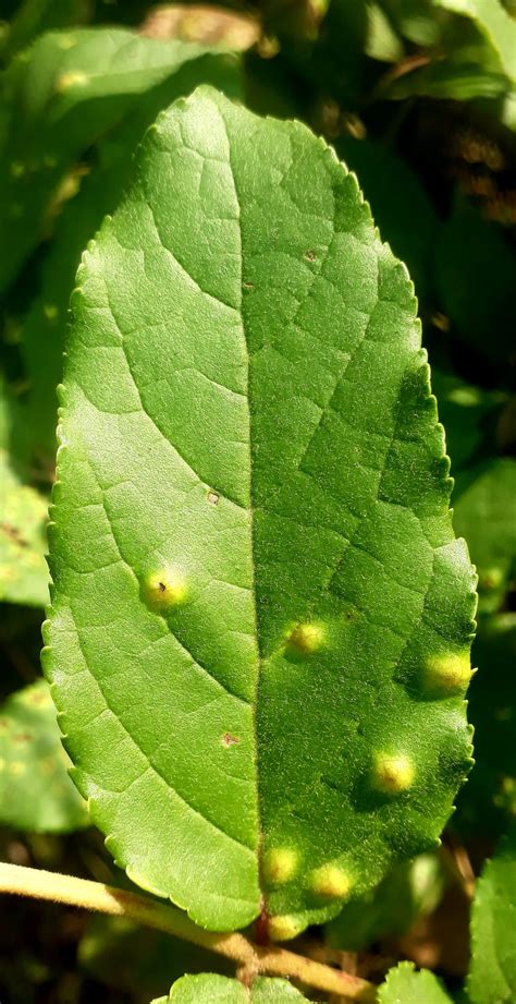 Green leaf macro view - PixaHive