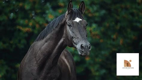 Unusual Stallion Names: A List of Unique & Exciting Horse Names