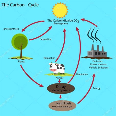 ecology quiz - carbon cycle Diagram | Quizlet