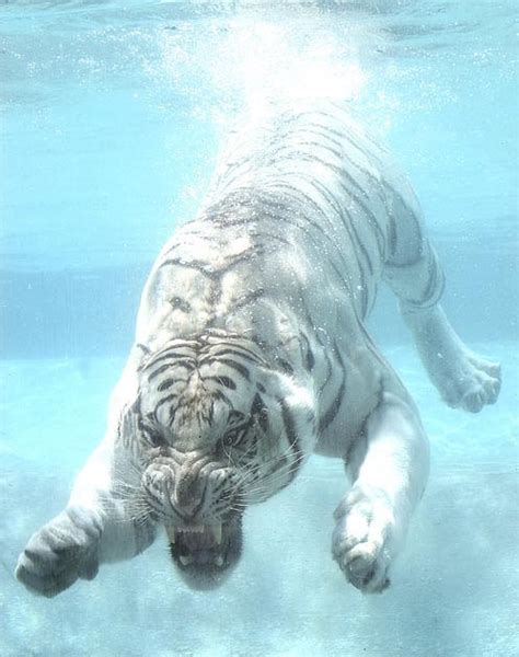 Funny Animals Wallpapers: Funny white tiger