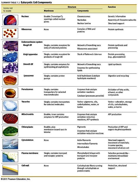 Pin by EzPz Science on Cells | Biology lessons, Cell biology, Biology classroom