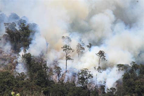 Kementerian LHK Segel Lahan Perusahaan Malaysia di Kalimantan Tengah - Berita Katadata.co.id