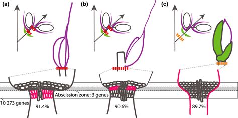 Many ways to drop a fruit: the evolution of abscission zones in the grasses - Bartlett - 2020 ...