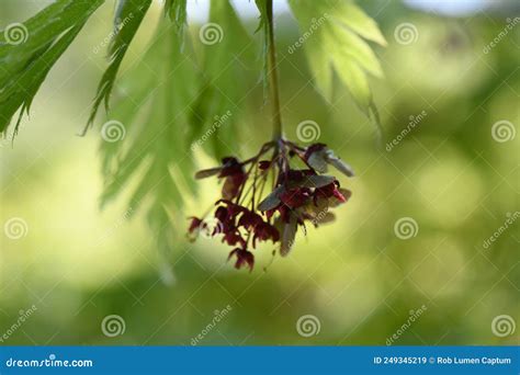 Acer Japonicum Bonsai Tree, Isolated Stock Photography | CartoonDealer.com #37141220