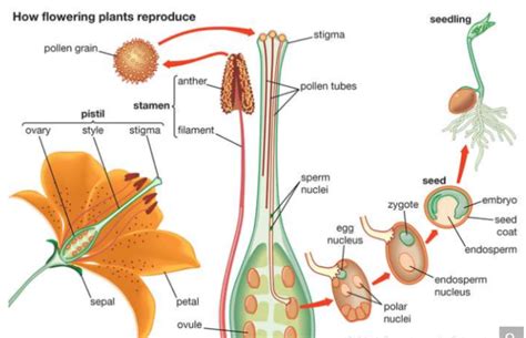 Difference Between Pollination And Fertilization In Flowering Plants ...