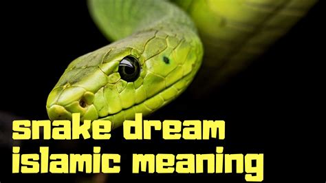 Top 5 Snake dream interpretation in Islam - Dream Meaning