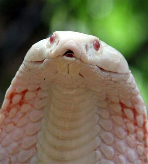 Pin by Godsin Abyss on Reptiles | Albino animals, Albino, Rare animals