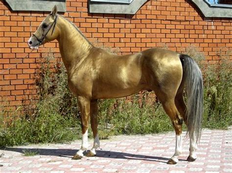 Akhal Teke Horse Info, Colors, Temperament, History, Pictures