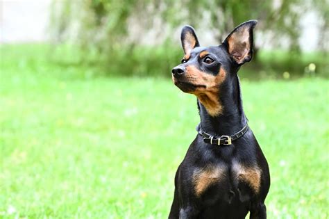 14 Black and Tan Dog Breeds