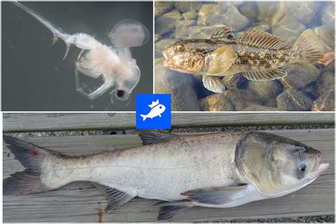 Blue Fish Radio: How scientists are using the Fishbrain angling app to ...