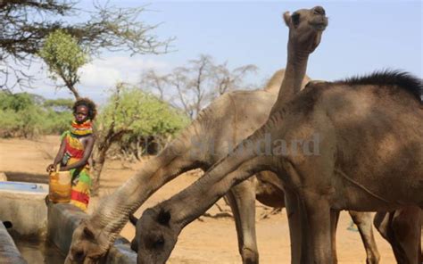 Camel urine cleans liver, lowers gastric ulcers - The Standard Health