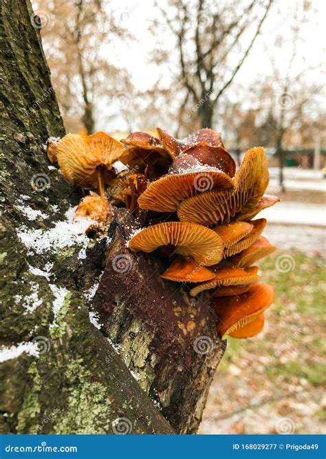 Edible Mushrooms of Bright Orange Color. Stock Image - Image of nature, growth: 168029277