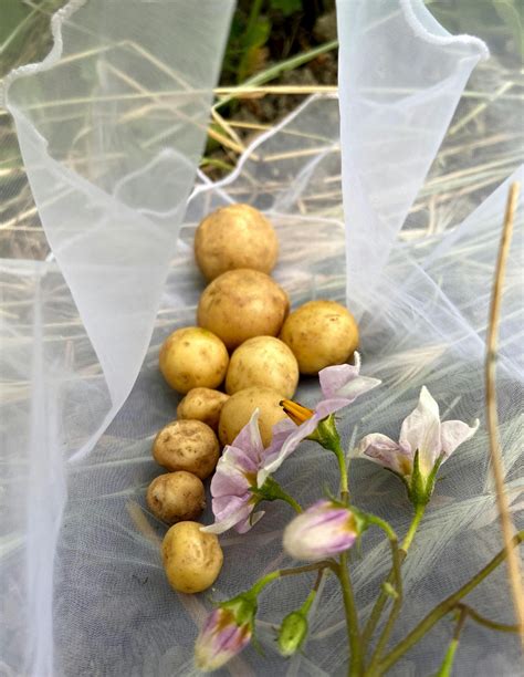 What Causes Potato Scab & How To Prevent Scab - eat food you grow