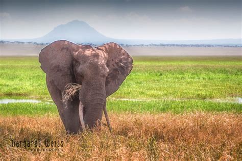 Tuskless Elephants in Africa - Margaret Weiss Photography