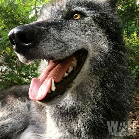 Wolf Conservation Center on Twitter: "It's hot out! ☀ Wolves, like dogs, stay cool by panting to ...