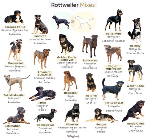 Aprender sobre 93+ imagem boxer x rottweiler - br.thptnganamst.edu.vn