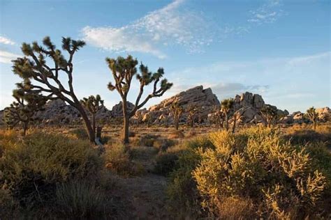 Twentynine Palms: Gateway to Joshua Tree National Park and Mojave ...