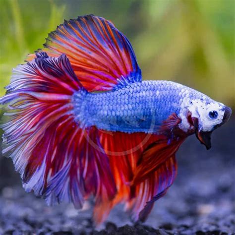 BETTA - MALE HALFMOON Betta splendens - Aquatics Unlimited