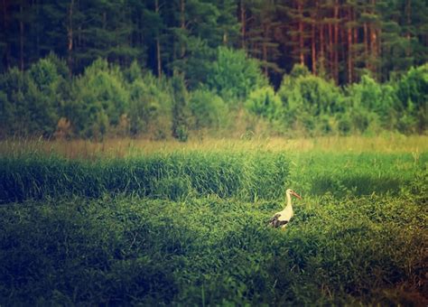 Premium Photo | White stork bird