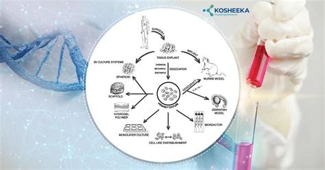 The Importance Of Primary Cell Culture For Cancer Research | Kosheeka