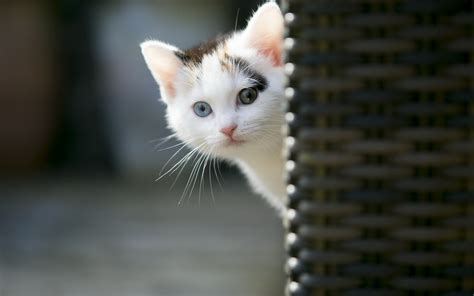 Cute Cat Wallpapers (67+ images)