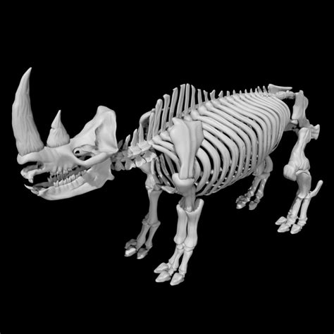 Rhino Skeleton 3D model - TurboSquid 1853926