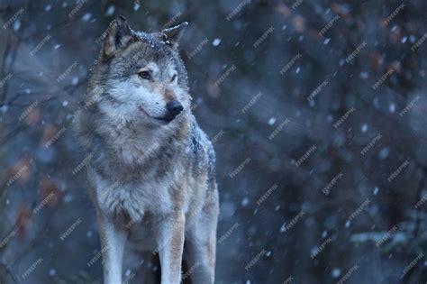 Free Photo | Eurasian wolf in white winter habitat beautiful winter forest