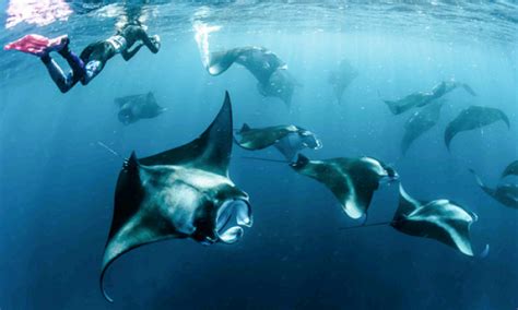 Best places to dive with manta rays in the world | ZuBlu