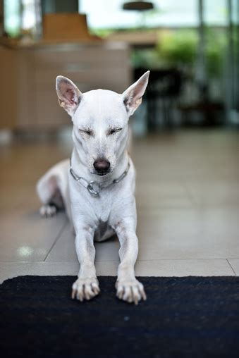 A White Female Dog Having Her Training Lesson Stock Photo - Download ...