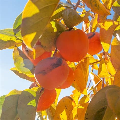 Hachiya Persimmon Tree (Standard) | Persimmon, Trees to plant ...