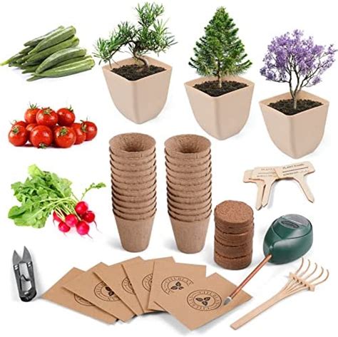 Bonsai Tree Kit - Grow in Pot Indoor Live Plant Bonsai Tree Starter Kit and Vegetable Seeds with ...