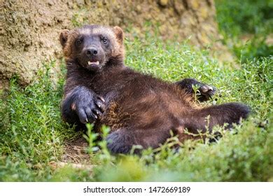 155 Wolverine teeth Images, Stock Photos & Vectors | Shutterstock