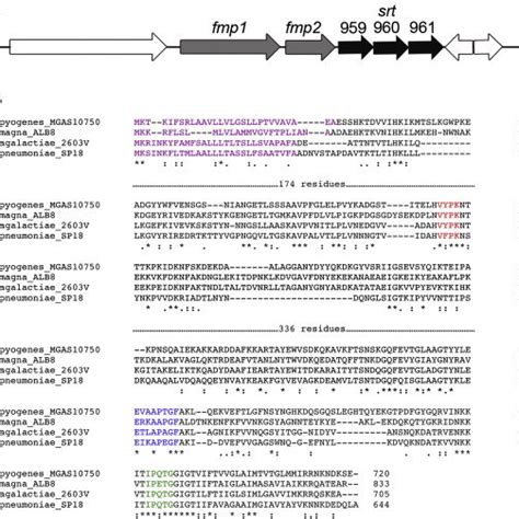 (PDF) Identification of pili on the surface of Finegoldia magna – A Gram-positive anaerobic cocci