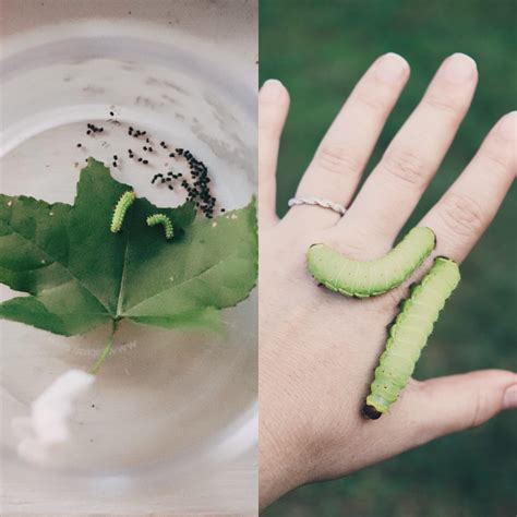 My actias luna caterpillar growth from 1st to 5th instar. I’m a giant ...