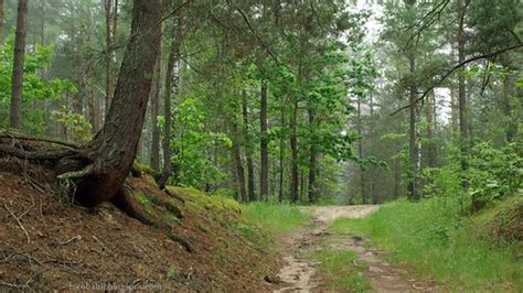 Budziarze leśny jar - Wallpaper 4K 3840x2160 tapeta | Flickr