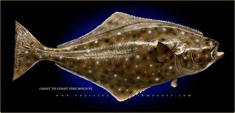 Pacific Halibut Fish Mounts & Replicas by Coast-to-Coast Fish Mounts