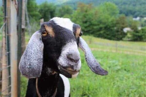 The ultimate list of goat breeds for your farm – Artofit