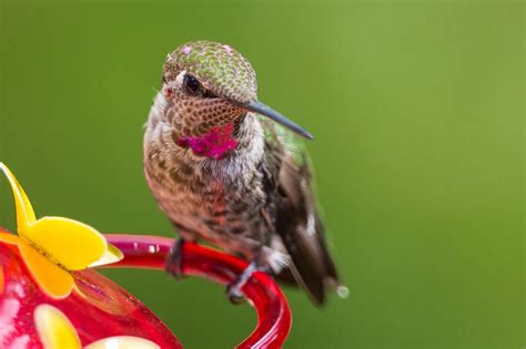 Best Hummingbird Nectar Recipe | Hummingbird nectar, Hummingbird nectar ...