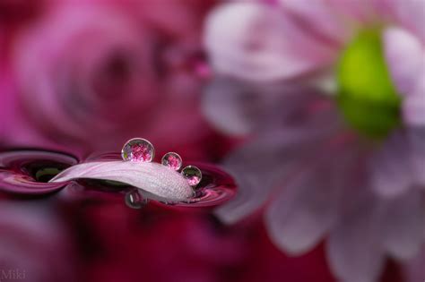 Macro Photography by Miki Asai on Inspirationde