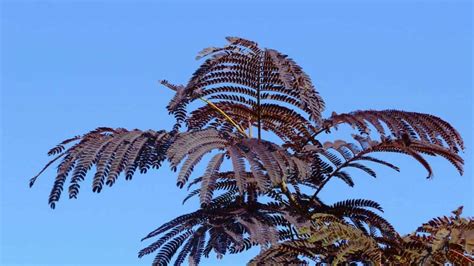 How to Plant, Grow, and Care for Mimosa Tree - Full Guide - 2023