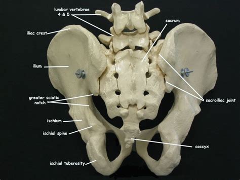 Male anterior pelvis | Pelvis, Sacroiliac joint, Sacroiliac