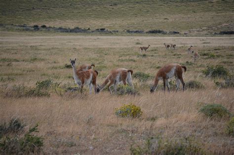 Guanaco Of Chile South America - Free photo on Pixabay - Pixabay